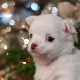 Portia - Chocolate and white female Chihuahua puppy in Tulsa, Oklahoma from H-3 Chihuahuas