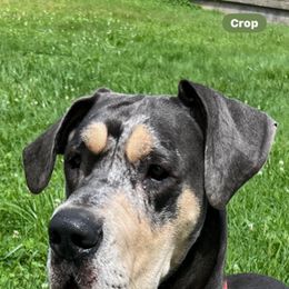 Great Dane Puppies from BkB’s House of Danes