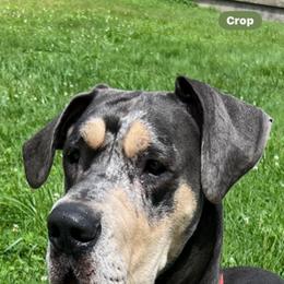 Great Dane Puppies from BkB’s House of Danes
