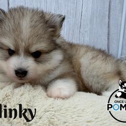 Slinky - Silver male Pomsky puppy in Eastman, Georgia from Once Upon A Pomsky
