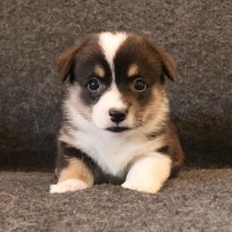 French - Black and tan female Pembroke Welsh Corgi puppy in Arcanum, Ohio from Weissway Corgis