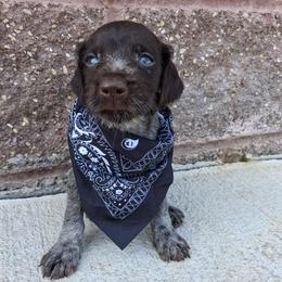 Boy 1 - Liver and white male German Wirehaired Pointer puppy in Potosi, Wisconsin from Point and Flush Gun Dogs