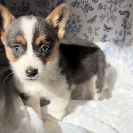 Tiny - Pembroke Welsh Corgi puppy from Corgi Farms