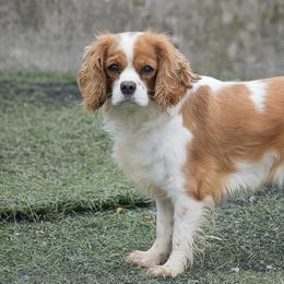 Cavalier King Charles Spaniels and Cocker Spaniels from Country View Puppies