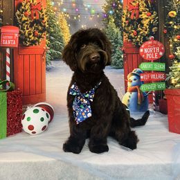 Bernedoodle and Goldendoodle All Grown Up from Austin Doodles & Poodles