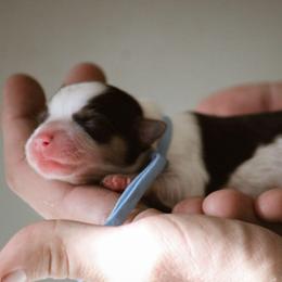 Roma - Black and tan female Pembroke Welsh Corgi puppy in South Otselic, New York from Ridge Top Corgis