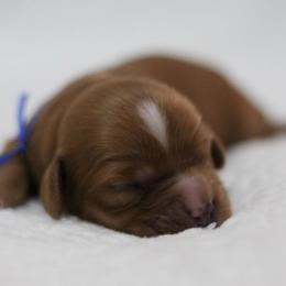 Mr. Blue Collar - Red male Cavapoo puppy in Springtown, Texas from North Texas Puppies