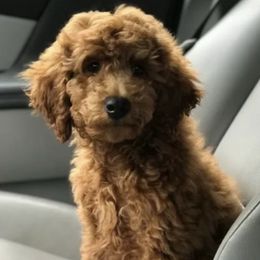 Goldendoodles from Buffa Doodles