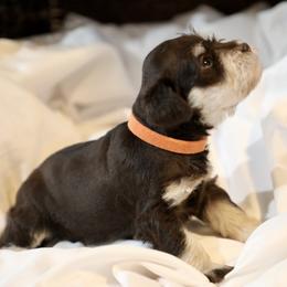 Ms. Tangerine - Liver female Miniature Schnauzer puppy in Pensacola, Florida from Reservoir Dogs