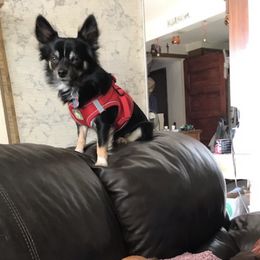Chihuahuas from The Pulley-Day pups