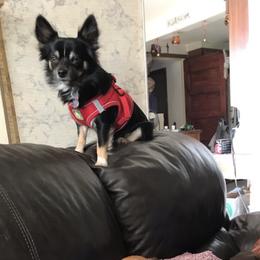 Chihuahuas from The Pulley-Day pups
