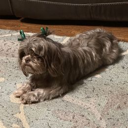 Bernedoodle, Goldendoodle, and Shih Tzu All Grown Up from TrueLine kennels