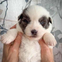Snowdrop - Blue male Pomsky puppy in Venus, Pennsylvania from Hemlock Pines Pomsky