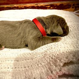 Great Dane Puppies from Alchemy Danes