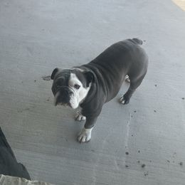 Bulldog puppies from Lulu’s EB Babies