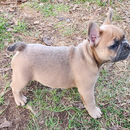 Boston Terrier and French Bulldog Puppies from Blue Skies Frenchies Florida