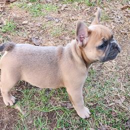Boston Terrier and French Bulldog Puppies from Blue Skies Frenchies Florida
