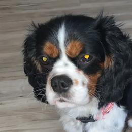 Cavalier King Charles Spaniels, Goldendoodles, and Labrador Retrievers from Whiskey City Kennels