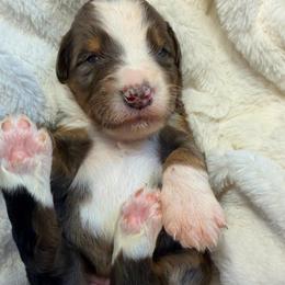 Yankee - Merle male Bernedoodle puppy in Sherman, Illinois from Shirl Doodle Life