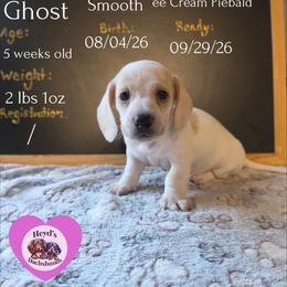 Piglet - Piebald female Dachshund puppy in Hoquiam, Washington from Heyd's Mini Dachshunds