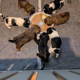 Morkie and Shorkie Puppies from Massachusetts Morkies