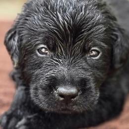 Girl 1 - Black female Labrador Retriever puppy in Napavine, Washington from StormyDaze Labradors & Beagles