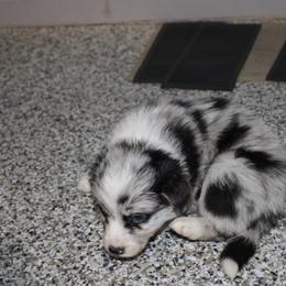 Blot Red collar - Blue merle male Border Collie puppy in Crawfordsville, Indiana from Rescued Dreams Border Collies