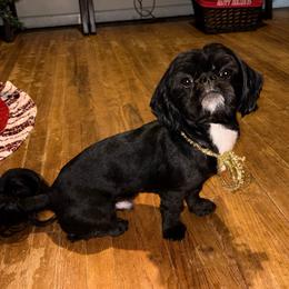 Duke - Black and white male Shih Tzu puppy in Hull, Georgia from Precious to the world Shih Tzu’s
