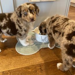Australian Shepherd Puppies from Shaina’s Shepherds