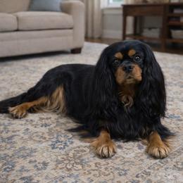 Diva - Cavalier King Charles Spaniel