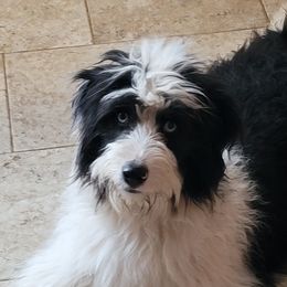 Aussiedoodles, Bernedoodles, and Poodles from Awesome Paws