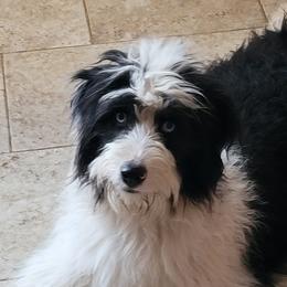 Aussiedoodles, Bernedoodles, and Poodles from Awesome Paws