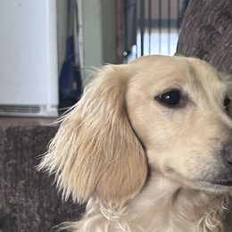 Dachshunds from New age doxies