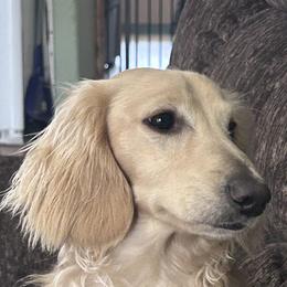 Dachshunds from New age doxies