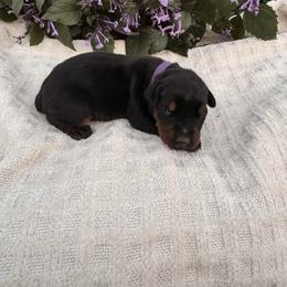 Harper - Black and rust female Doberman Pinscher puppy in Dundee, Ohio from Gold Star Canines