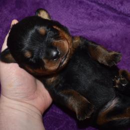 Valor - Black and mahogany male Rottweiler puppy in Catawissa, Pennsylvania from Sharp Ridge Rottweilers