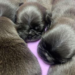 Pug Puppies from The Grumble Pack