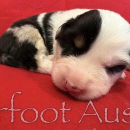 Boy 3 - Blue merle male Australian Shepherd puppy in Lowell, Indiana from Bearfoot Aussies and Tollers