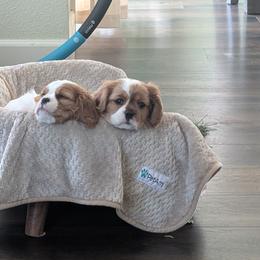 Cavalier King Charles Spaniel, Cavapoo, Companion Cross, and Pomeranian Puppies from MirVit Happy Tails Puppies