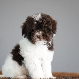 Truffle - Parti female Schnoodle puppy in Caldwell, Idaho from Boise Doodle Co.