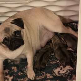 Pug puppies from Von Katzenstein Kennel