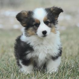 Cuddly Fluffy Male - Black and tan male Pembroke Welsh Corgi puppy in Kansas City, Missouri from Willow Creek Corgis