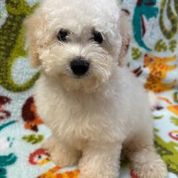 Alvin - male Poodle puppy in Greensburg, Kentucky from Doodle Me Crazy