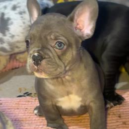 Maple - Liver female French Bulldog puppy in Bolingbrook, Illinois from Flores Frenchies