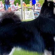 Ringo - Finnish Lapphund