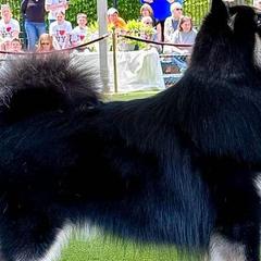 Ringo - Finnish Lapphund