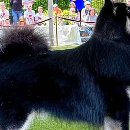 Ringo - Finnish Lapphund