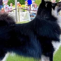 Ringo - Finnish Lapphund