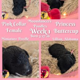 Pink Collar Female Princess Buttercup - Black female Poodle puppy in Lillian, Alabama from Moondancers Poodles