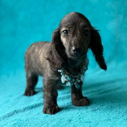 Hugo - Brindle male Dachshund puppy in Lincoln, Arkansas from Red Dirt Dachshunds